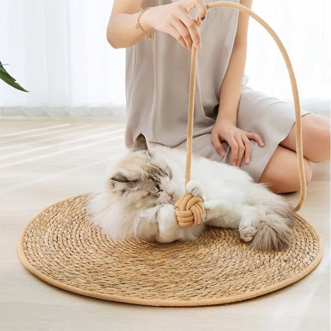 Shop Cat Essentials