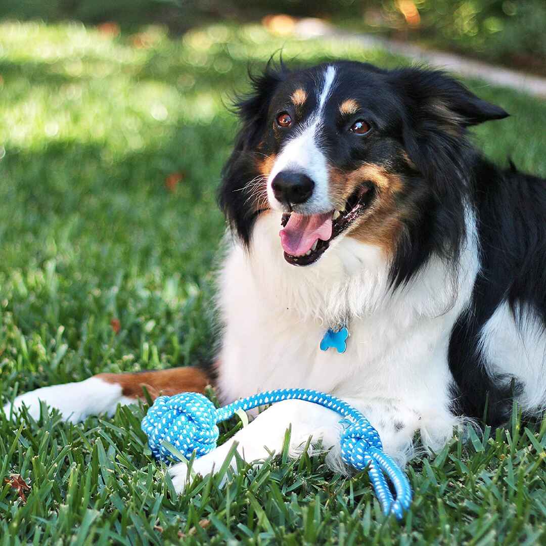 Shop Dog Favorites