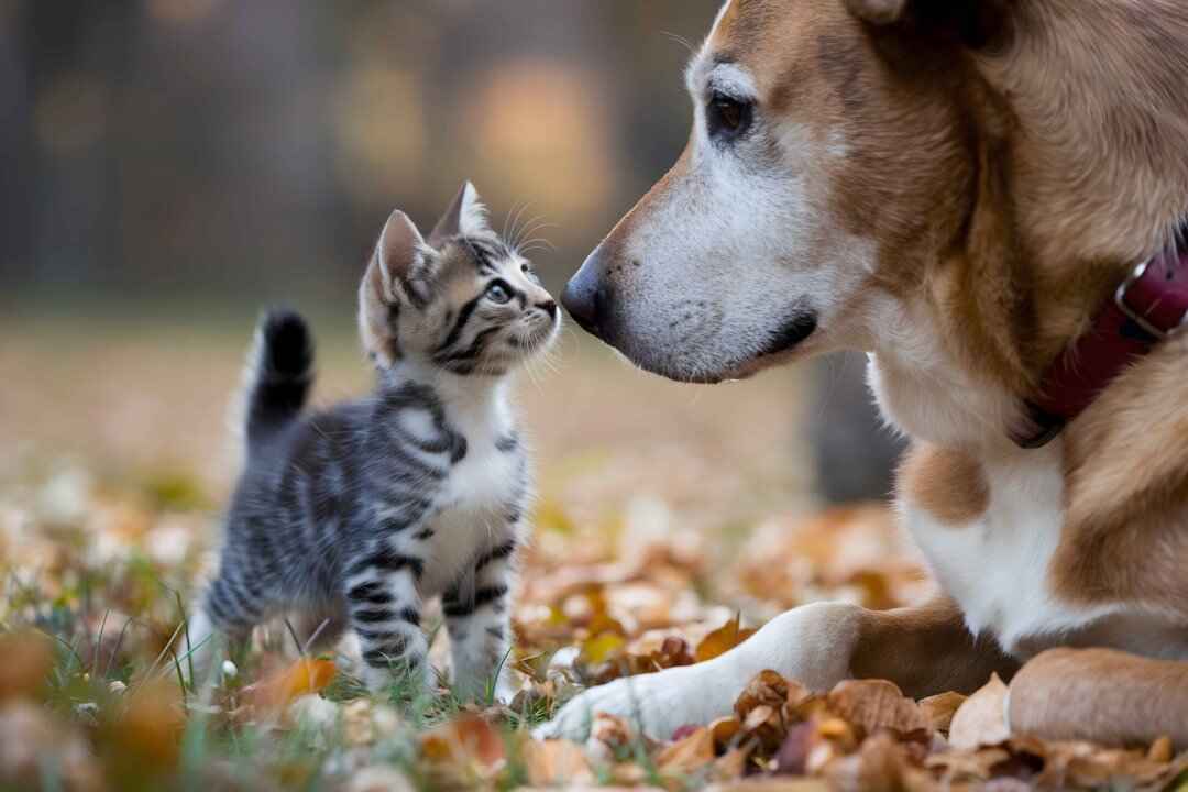 FurriendlyPaws | Furry Friends, Happy Hearts
