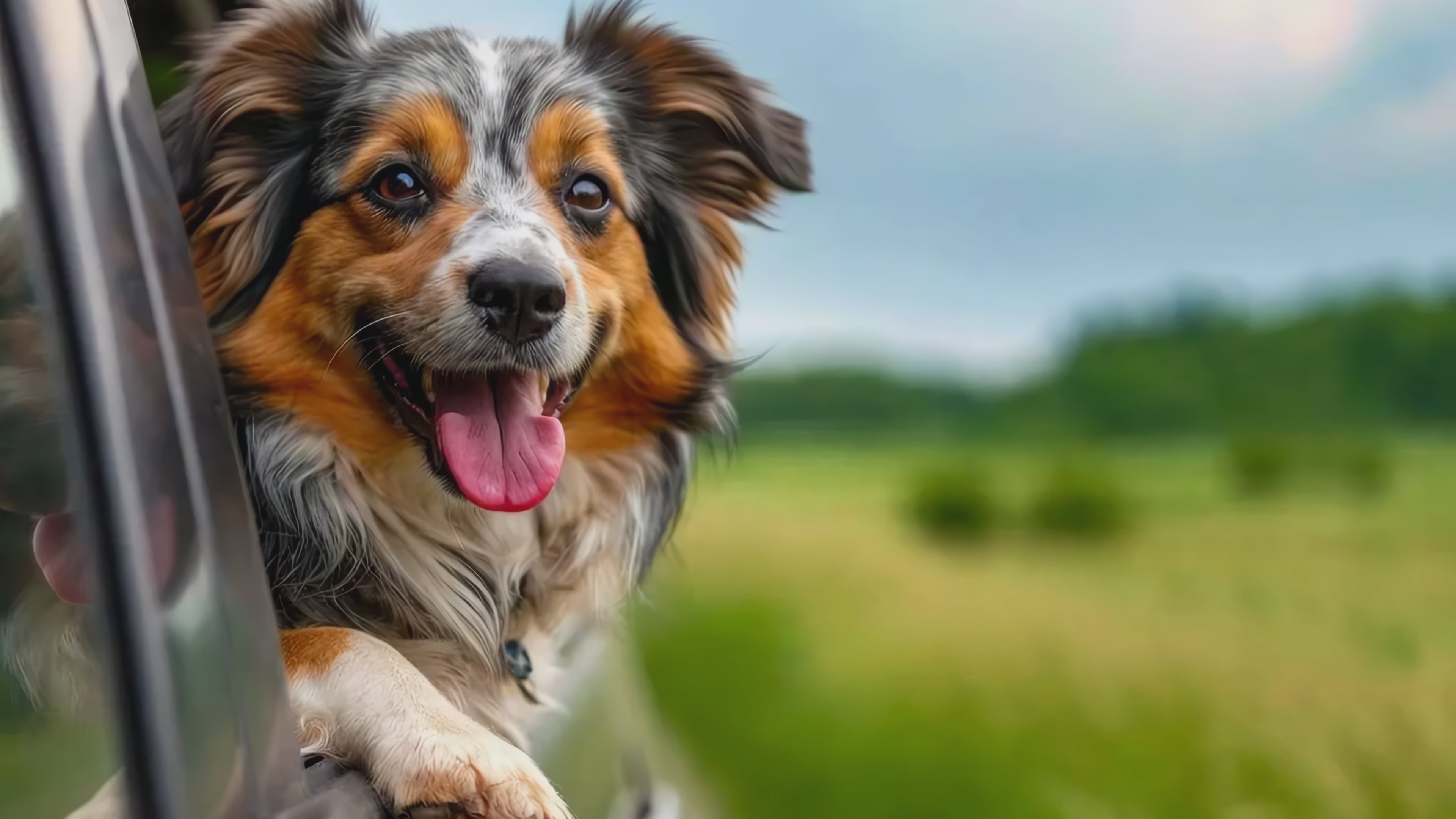 FurriendlyPaws | Furry Friends, Happy Hearts