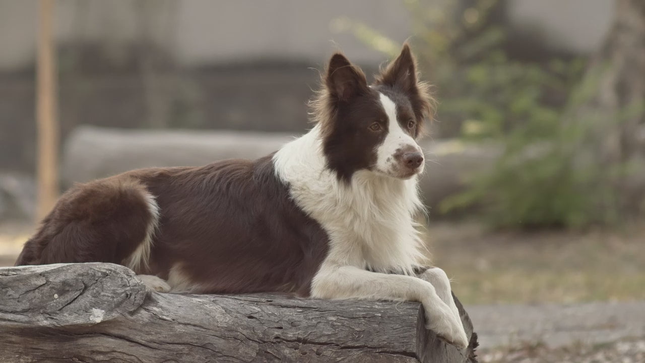 FurriendlyPaws | Furry Friends, Happy Hearts