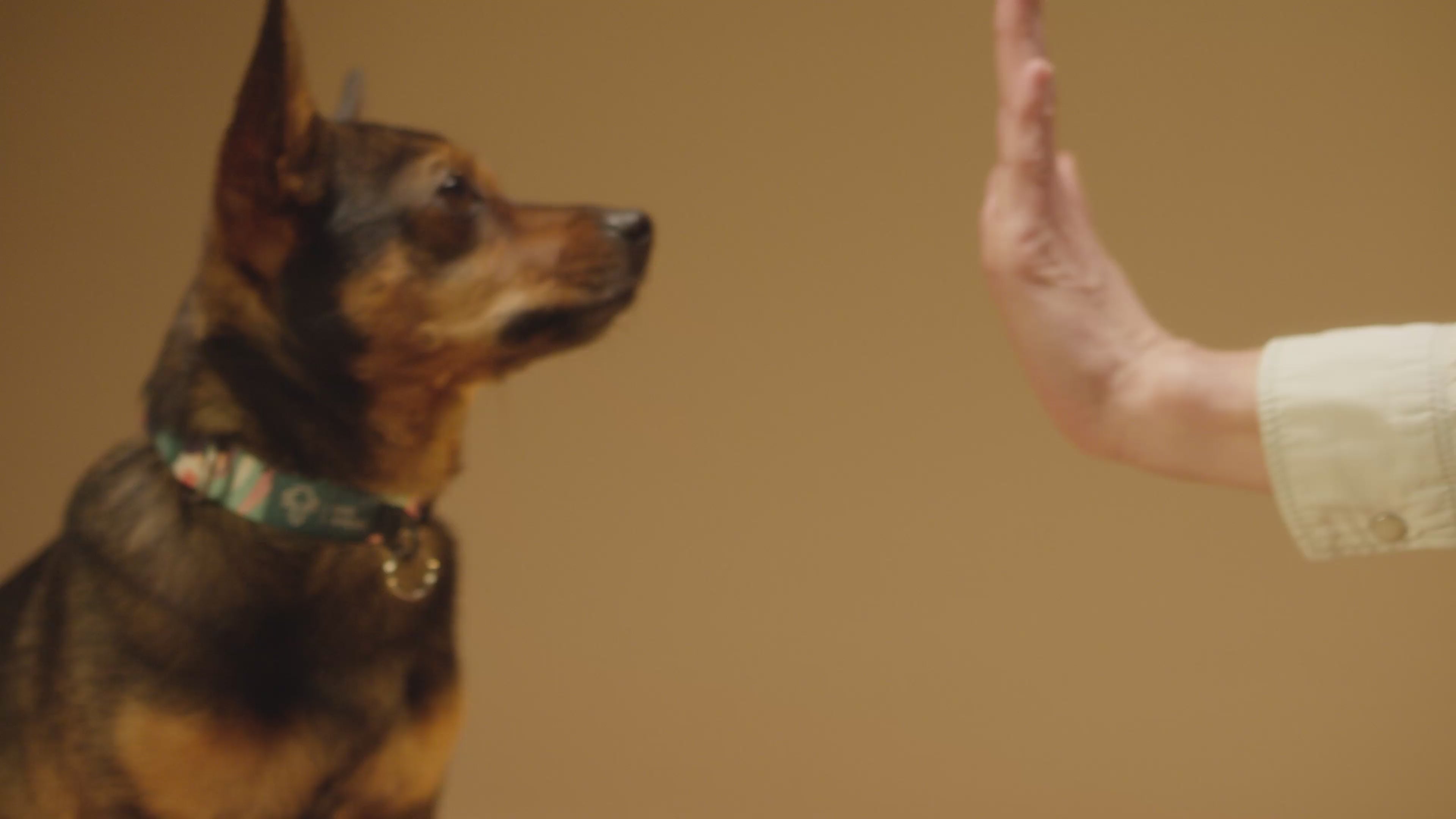FurriendlyPaws | Furry Friends, Happy Hearts