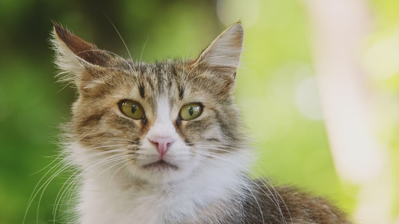 FurriendlyPaws | Furry Friends, Happy Hearts