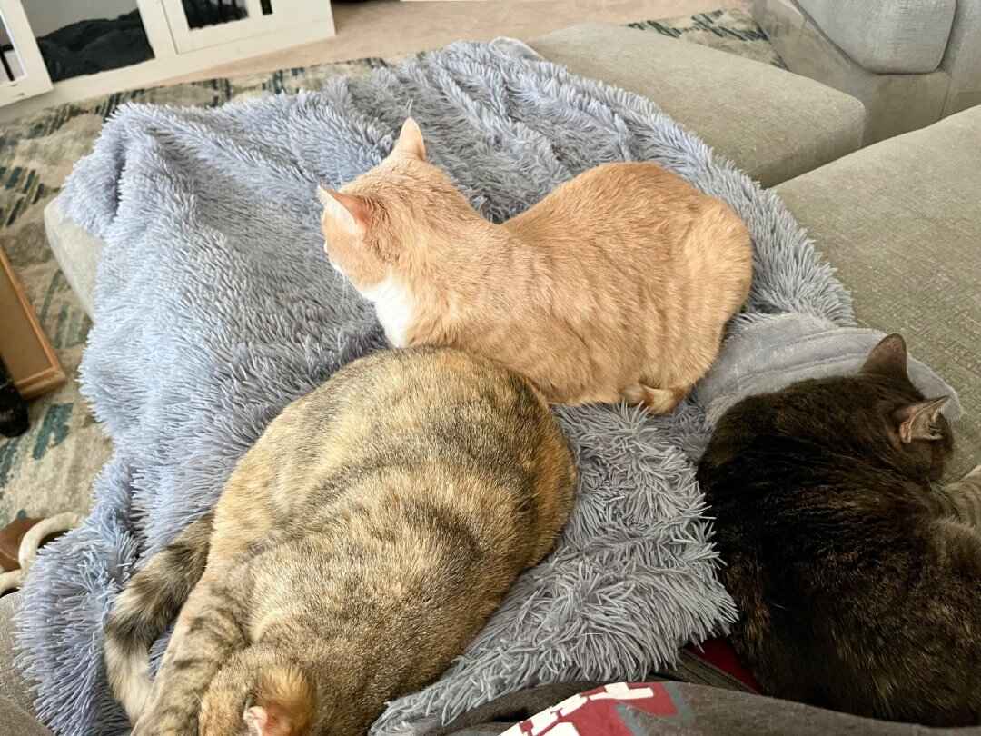 Furry Alarm Clocks: The Breakfast-Time Takeover by Kona, Nessie & CJ