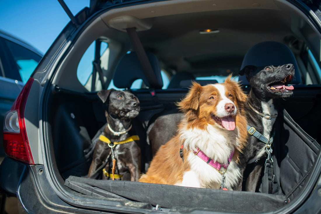 “Home for the Holidays” – Traveling with Your Pets in Comfort & Style