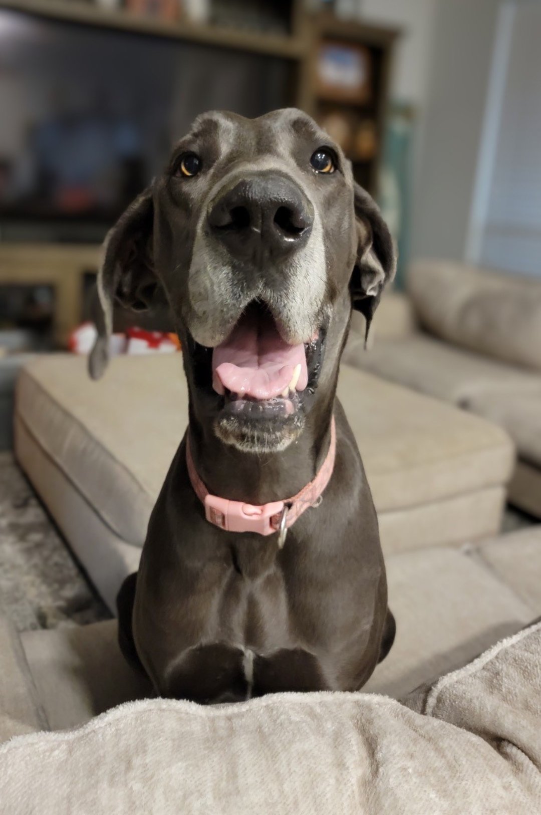🐾 A New Chapter for Mya Rose: How One Sweet Pea Brought Love Home