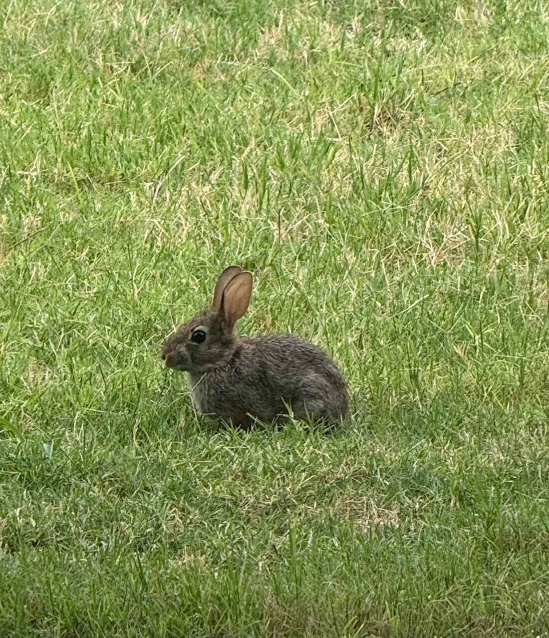 Meet Nibbles: Our Unexpected Backyard Buddy