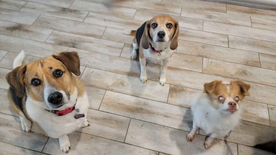 Life With the Pack: Gypsy, Fancy, and Oakley