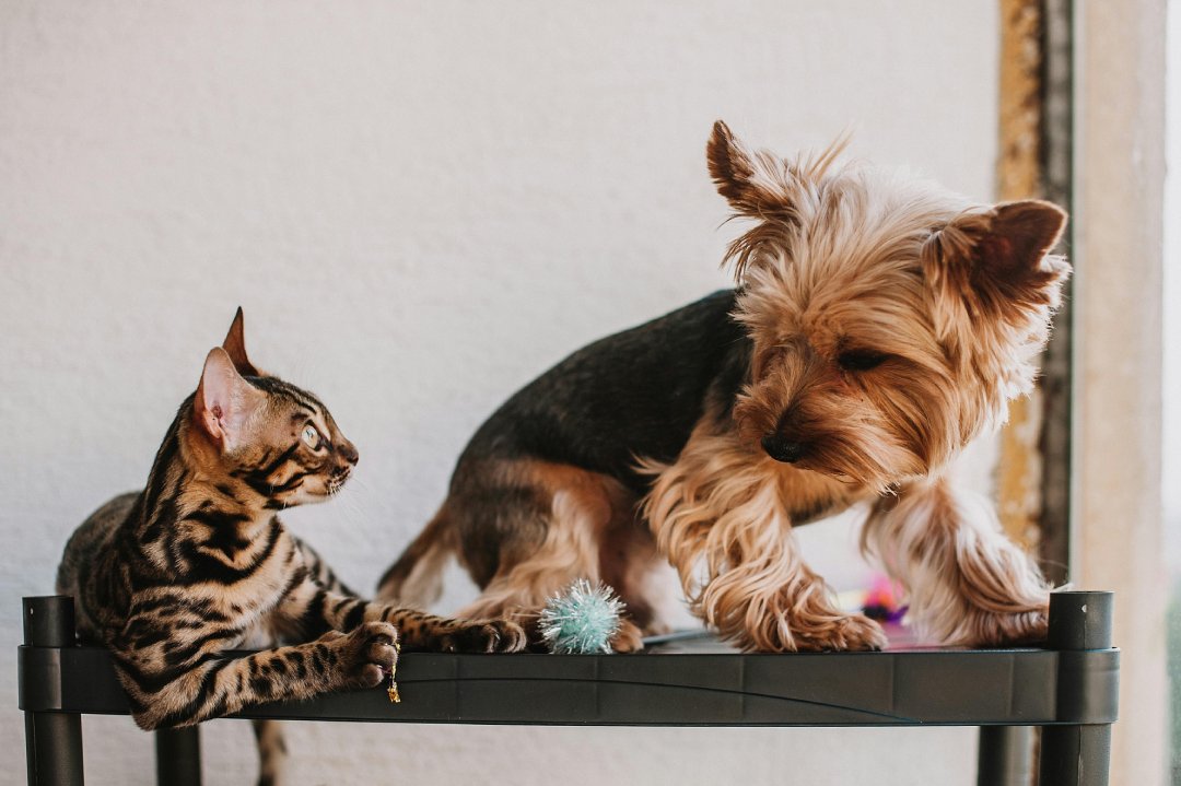 🐾 Zoomies & Chill: Why Playtime Matters