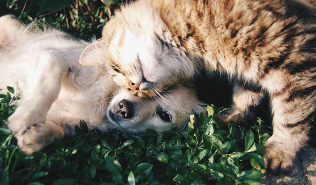 🐾 Dog or Cat? How to Know Which Furry Friend is Right for You