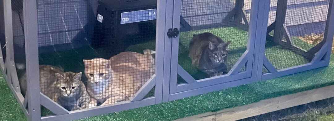 Catio Life: How Our Cats Found Their Purr-fect Paradise