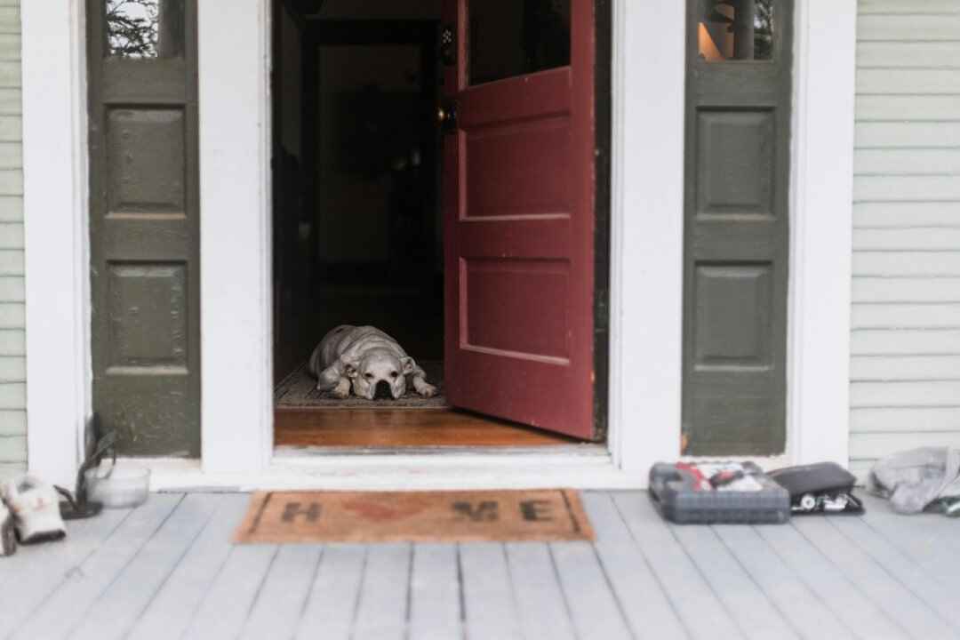 When We Leave, They Grieve: Helping Pets Through Vacations & Time Apart
