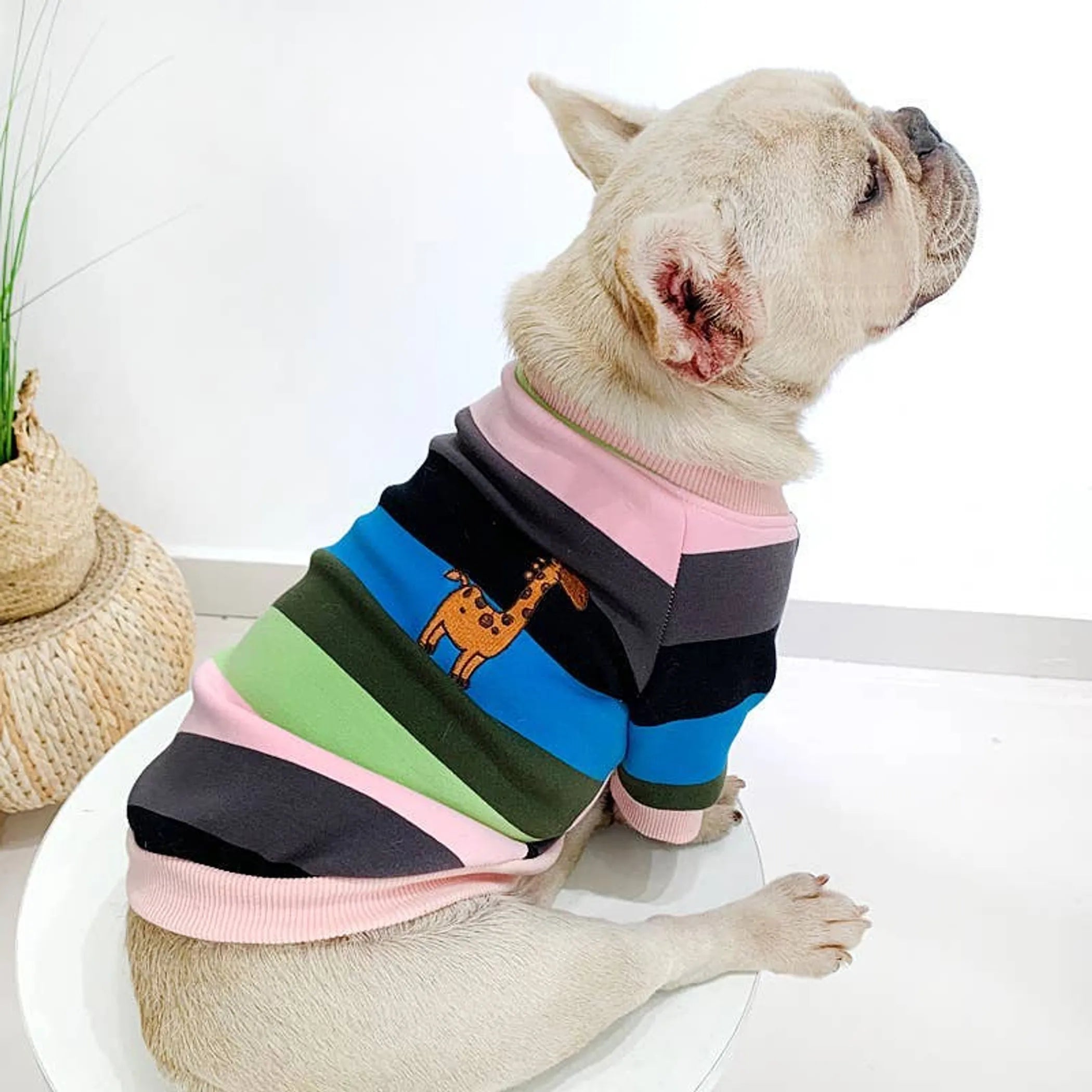 FurriendlyPaws | Furry Friends, Happy Hearts