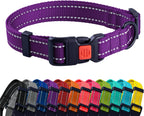 Purple dog collar with a red buckle, surrounded by a row of colorful collars on a white background.