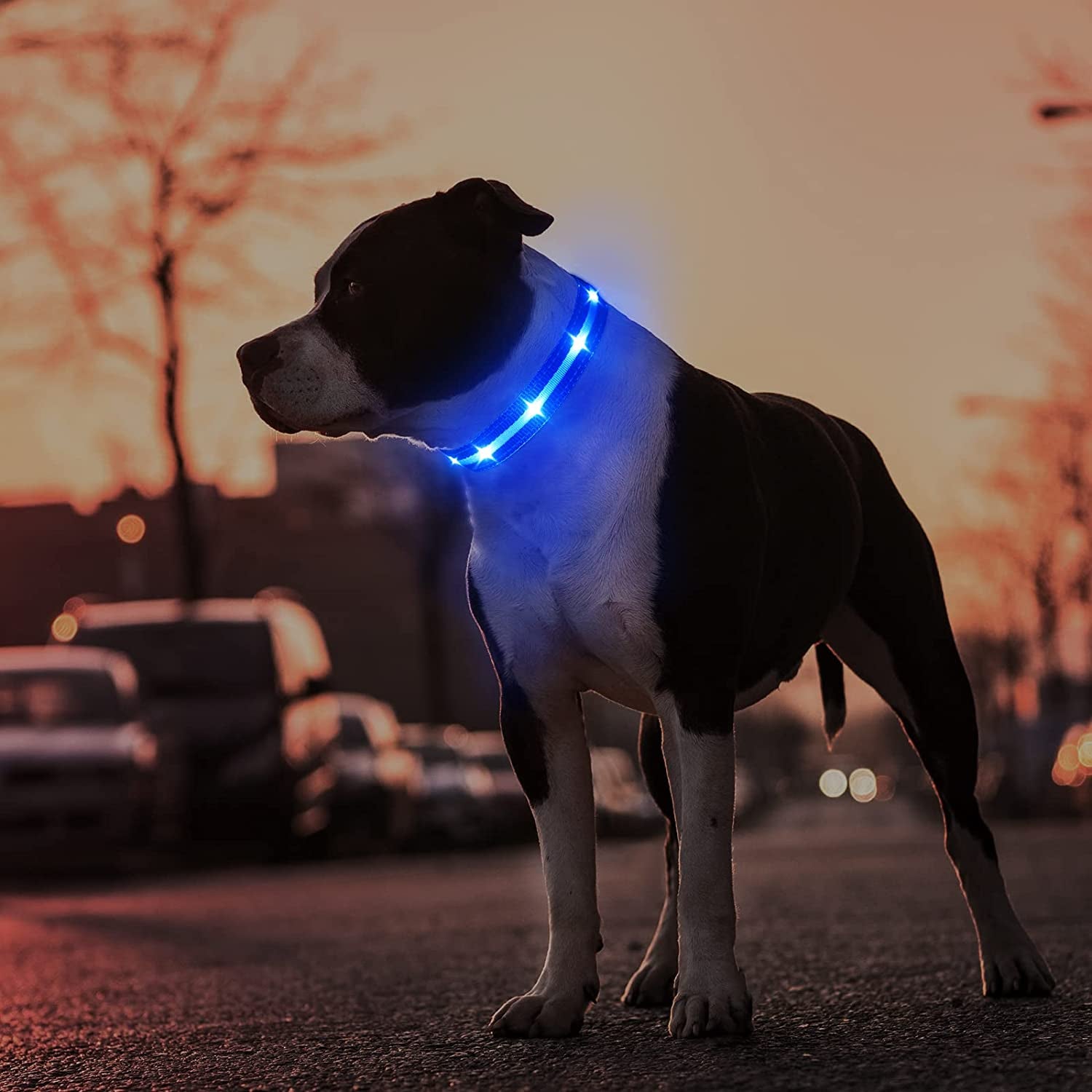 LED Dog Collar – Rechargeable Light-Up, Waterproof & Adjustable - FurriendlyPaws | Furry Friends, Happy Hearts