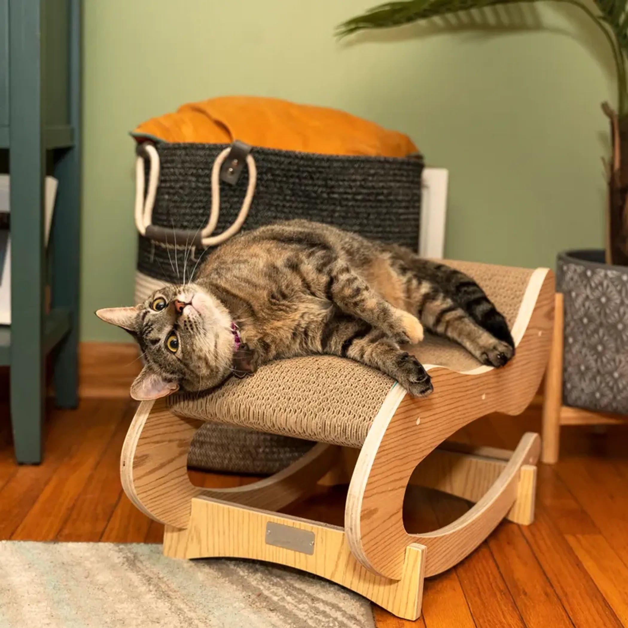 FurriendlyPaws | Furry Friends, Happy Hearts