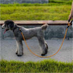 Dog on an orange leash standing on a concrete surface with grass in the background