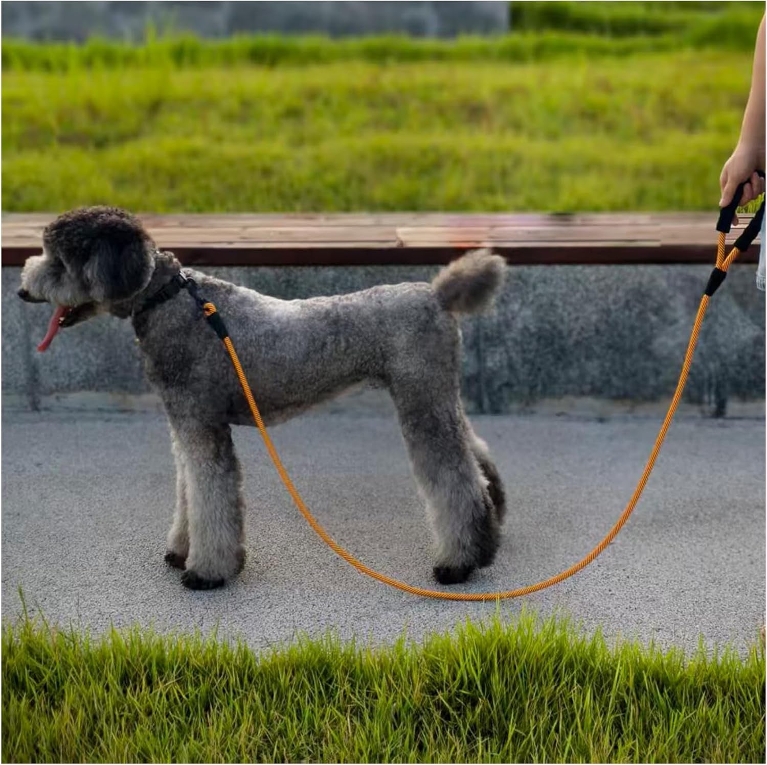 Dog on an orange leash standing on a concrete surface with grass in the background