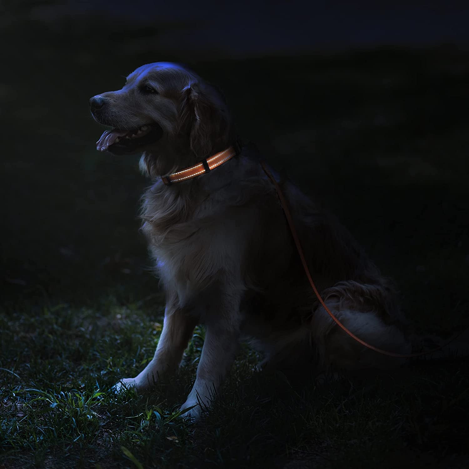 Dog wearing a glowing collar and leash in the dark