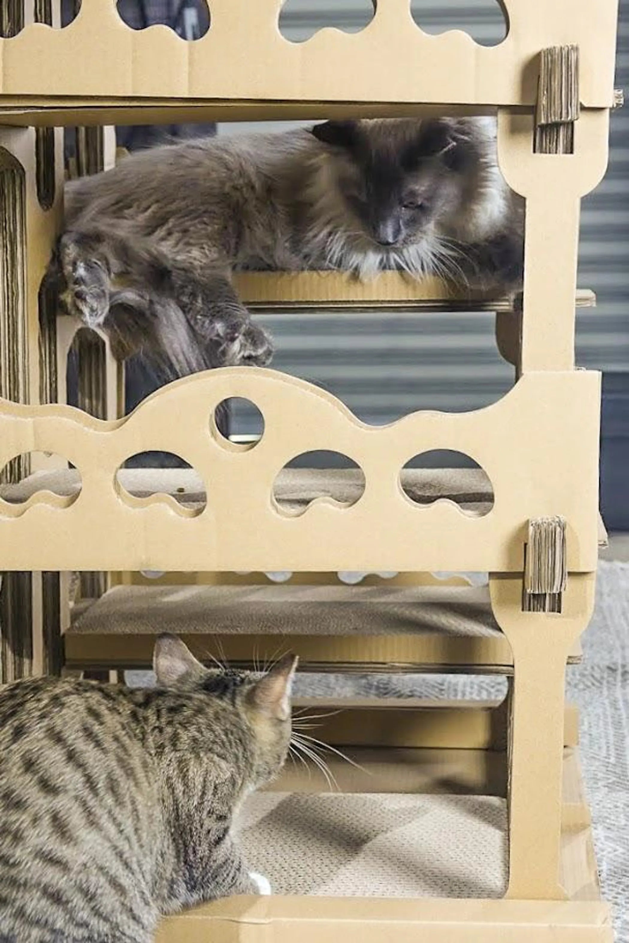 FurriendlyPaws | Furry Friends, Happy Hearts