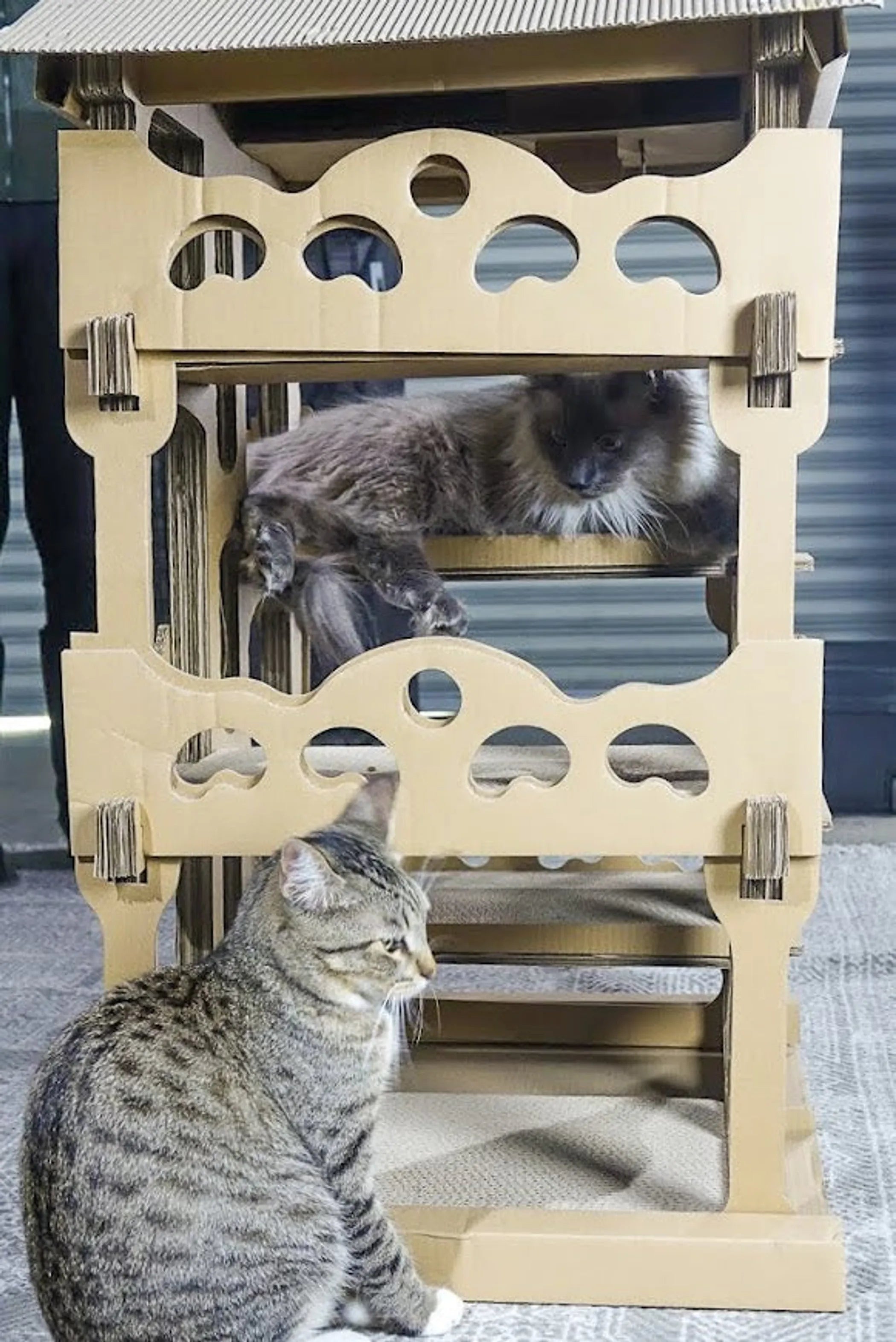 FurriendlyPaws | Furry Friends, Happy Hearts