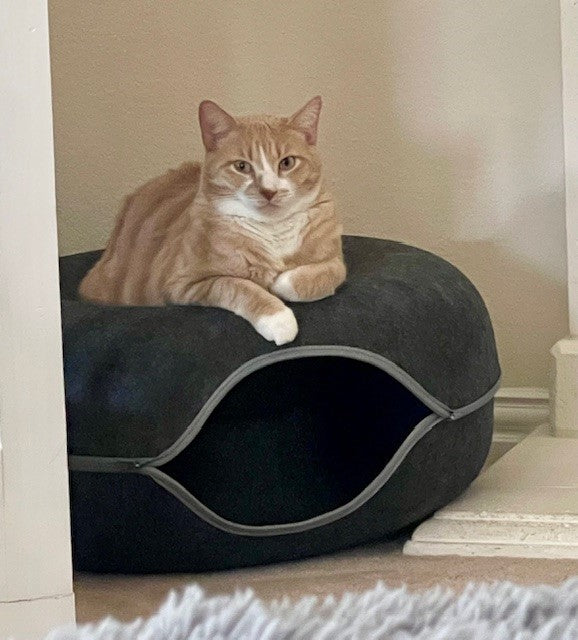 FurriendlyPaws | Furry Friends, Happy Hearts
