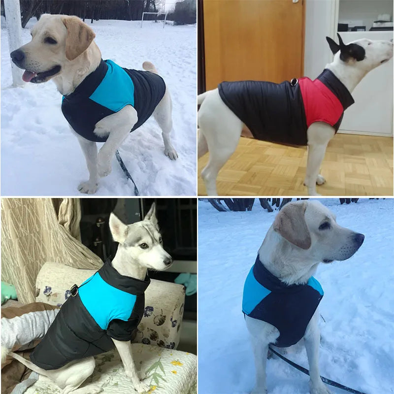 Keep Your Pup Cozy & Stylish – Winter Walks Made Easy