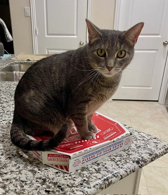 FurriendlyPaws | Furry Friends, Happy Hearts