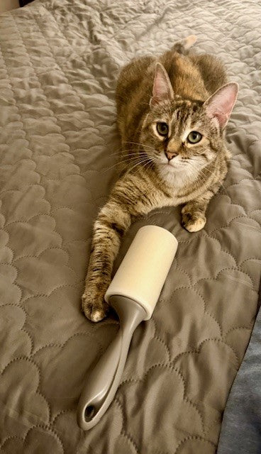 FurriendlyPaws | Furry Friends, Happy Hearts