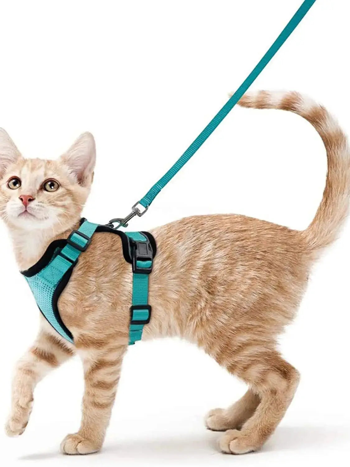 752592 Shop Cat Essentials | Toys, Beds & Accessories | FurriendlyPaws