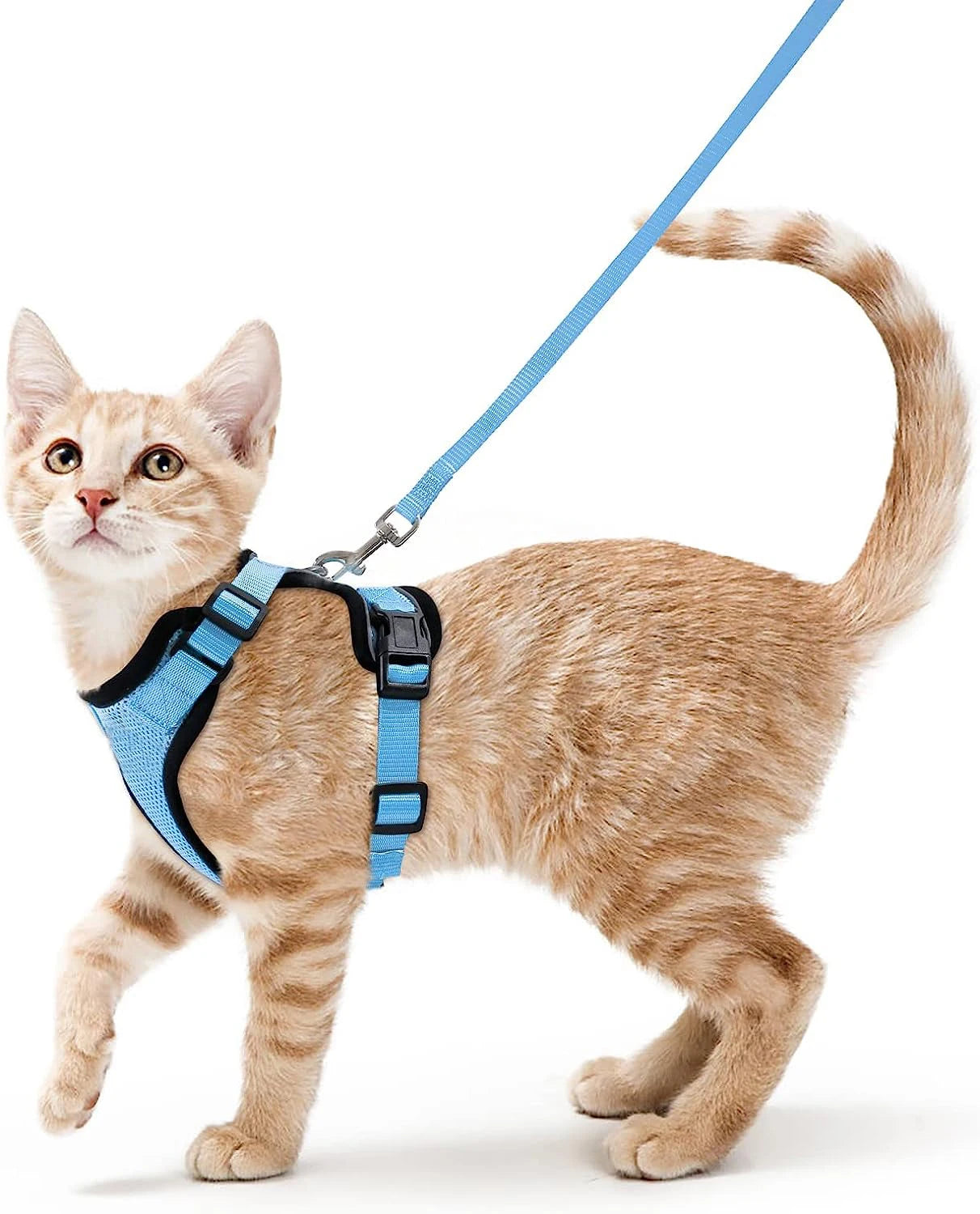 FurriendlyPaws | Furry Friends, Happy Hearts