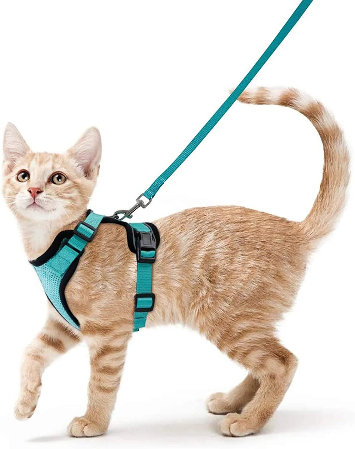 FurriendlyPaws | Furry Friends, Happy Hearts