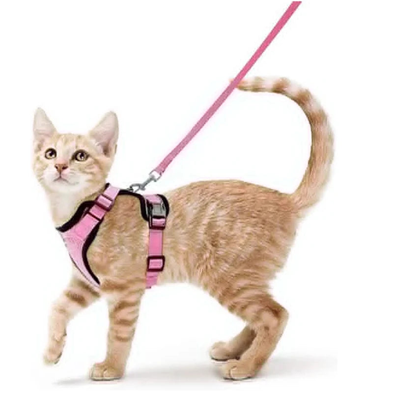 FurriendlyPaws | Furry Friends, Happy Hearts