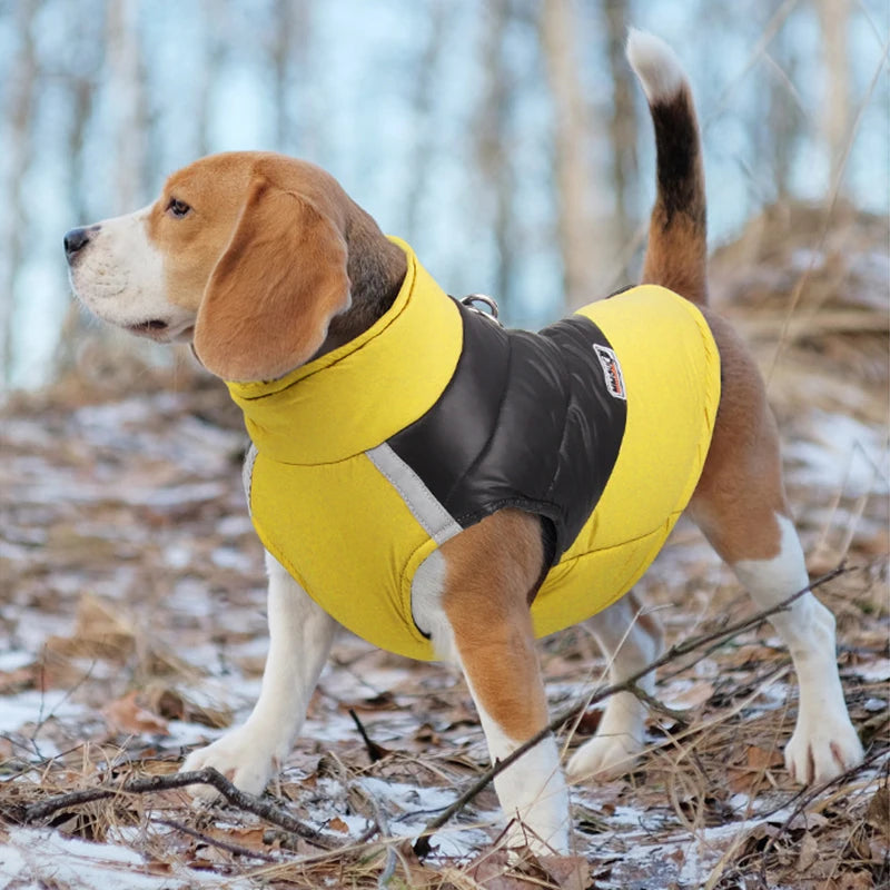 FurriendlyPaws | Furry Friends, Happy Hearts