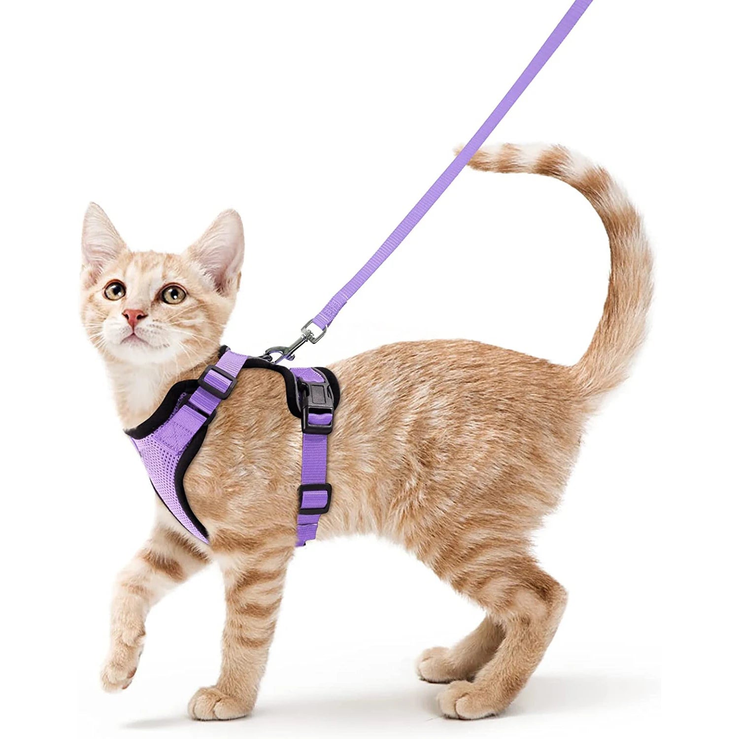 FurriendlyPaws | Furry Friends, Happy Hearts