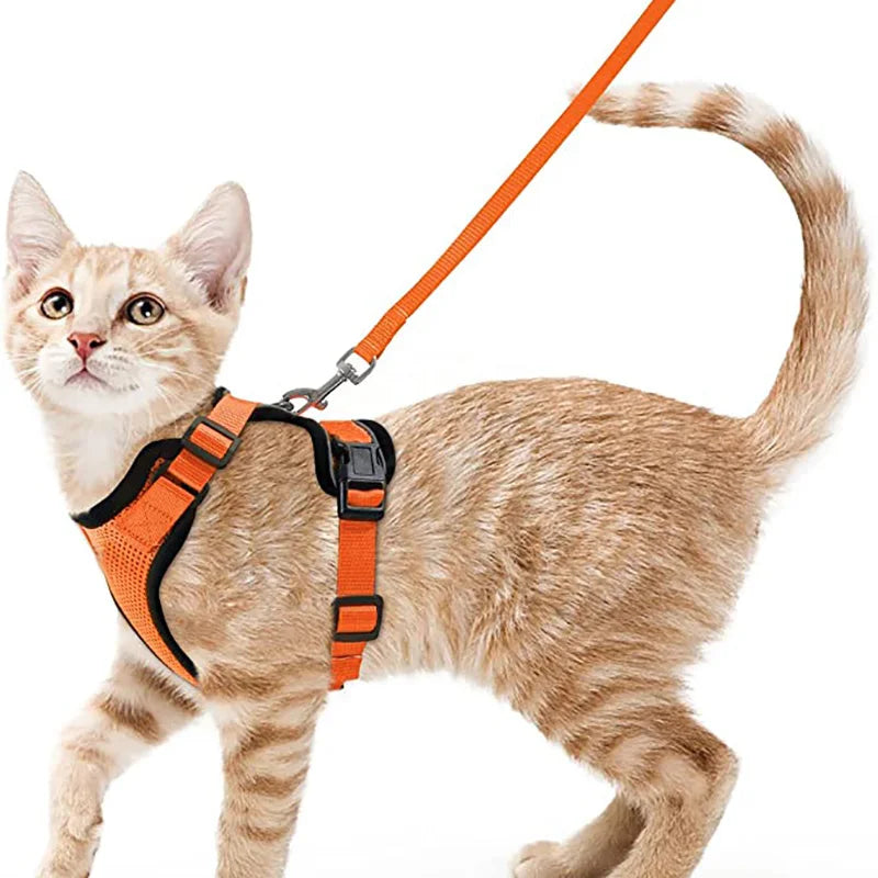 FurriendlyPaws | Furry Friends, Happy Hearts