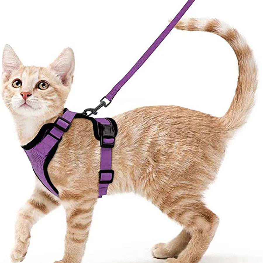 FurriendlyPaws | Furry Friends, Happy Hearts