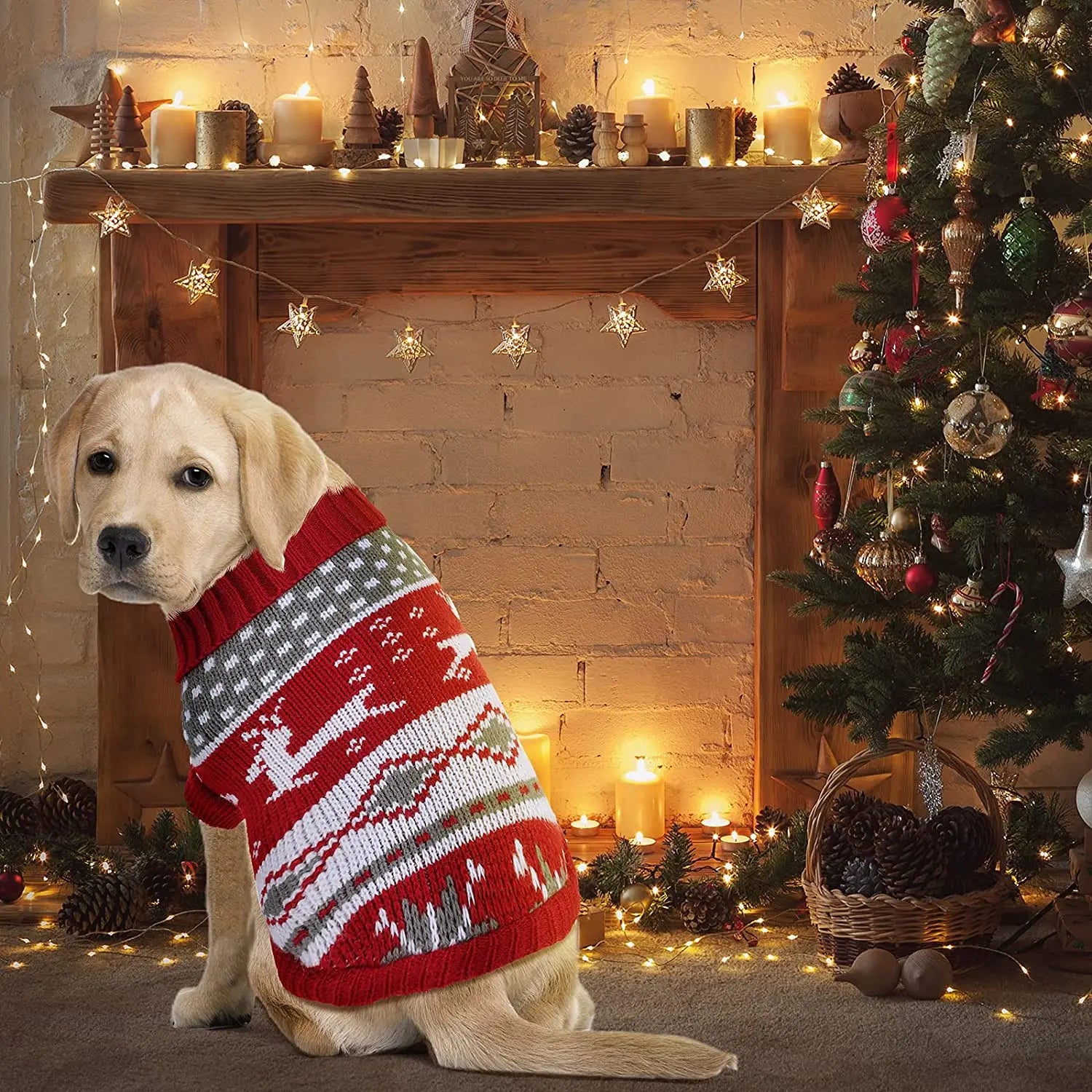 FurriendlyPaws | Furry Friends, Happy Hearts