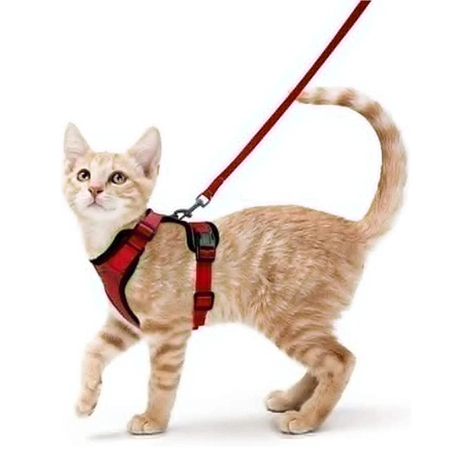 FurriendlyPaws | Furry Friends, Happy Hearts