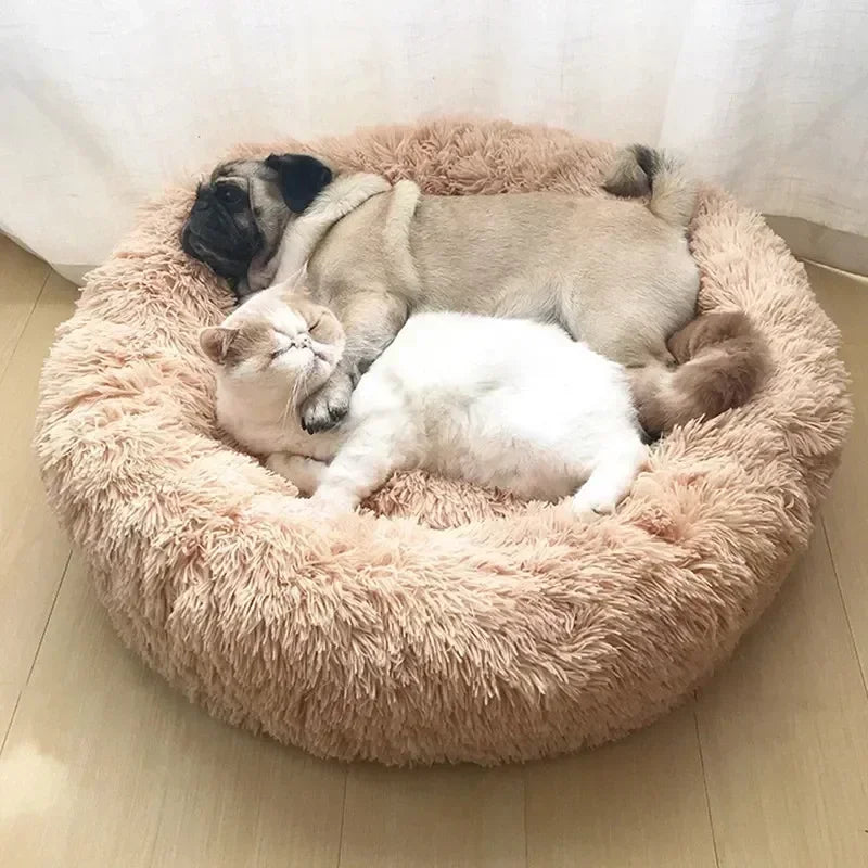 FurriendlyPaws | Furry Friends, Happy Hearts