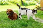 Cat Harness & Leash Set – Escape Proof Adjustable Nylon - FurriendlyPaws | Furry Friends, Happy Hearts