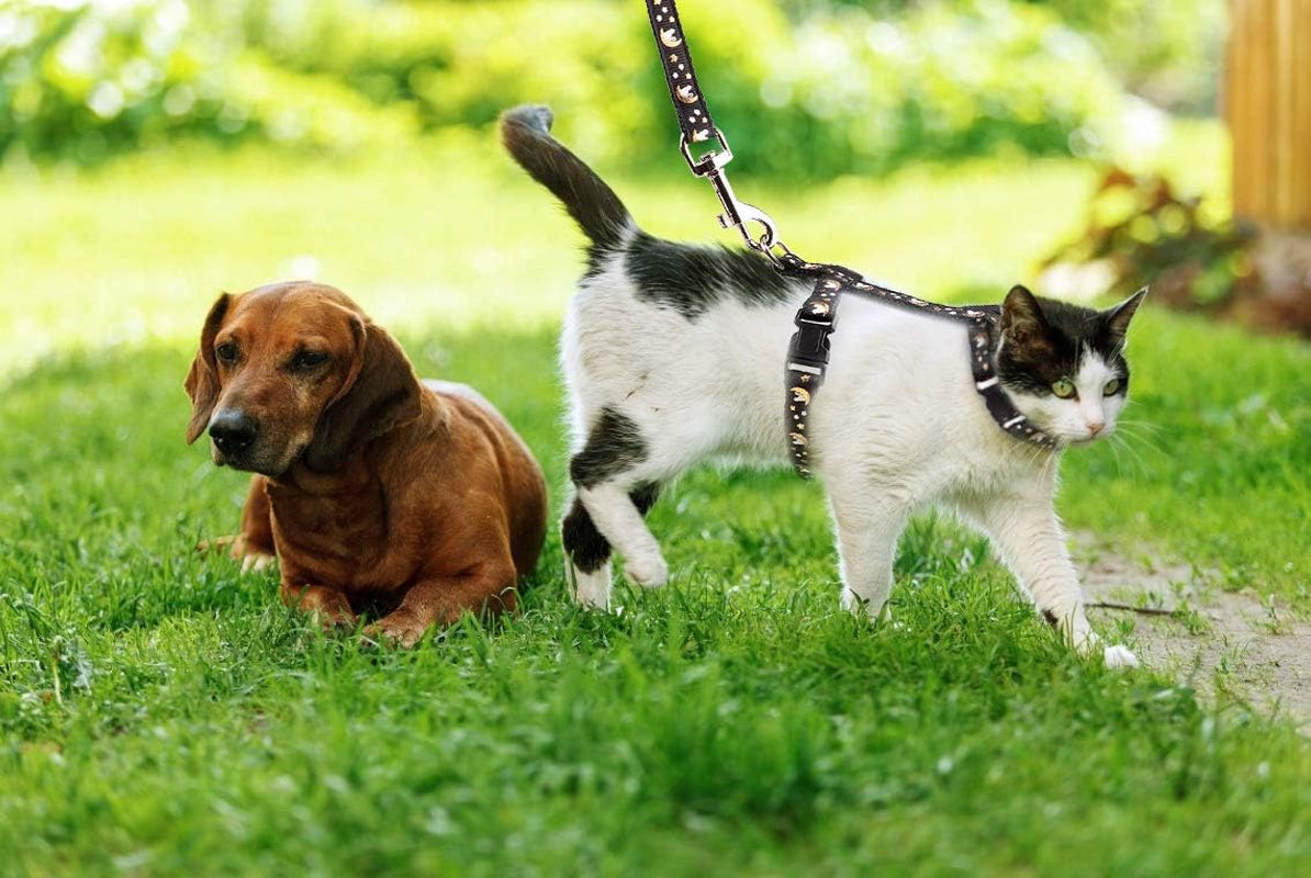 Cat Harness & Leash Set – Escape Proof Adjustable Nylon - FurriendlyPaws | Furry Friends, Happy Hearts