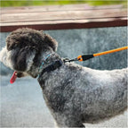 Dog on a leash with a blurred background