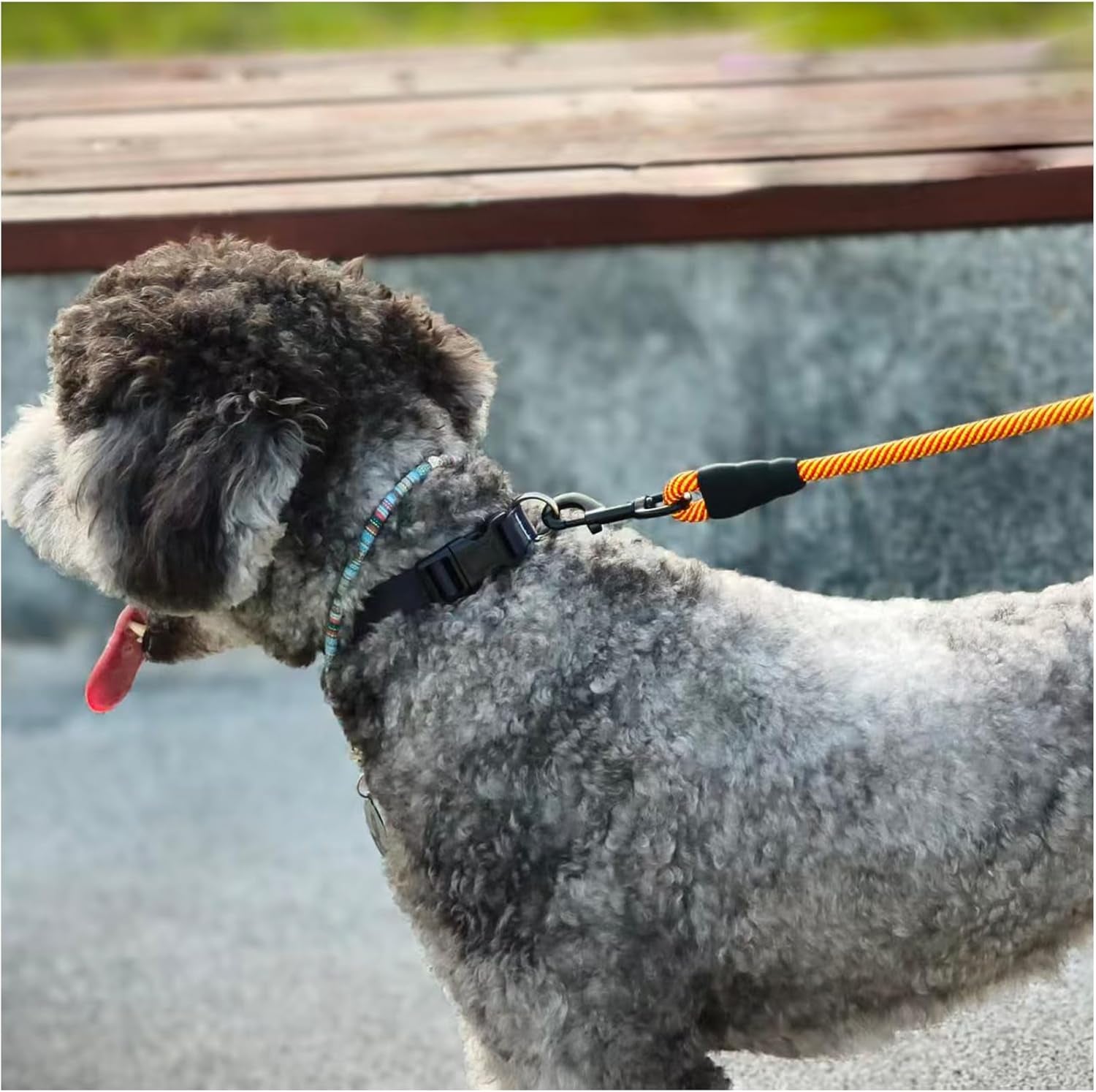 Dog on a leash with a blurred background