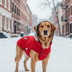 Reversible Hooded Dog Coat – Warm, Water-Resistant & Adventure-Ready