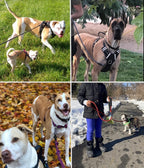 Collage of dogs on leashes in various outdoor settings