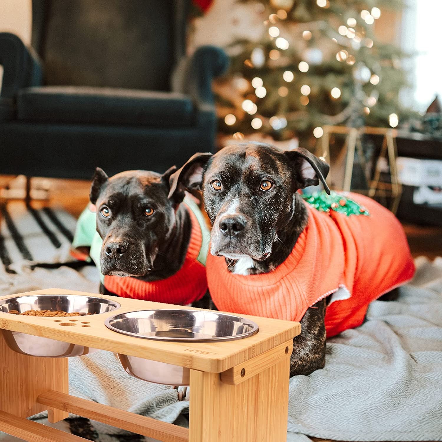 Two dogs wearing orange sweaters sitting next to a wooden pet bed with metal bowls in a cozy room with a Christmas tree.