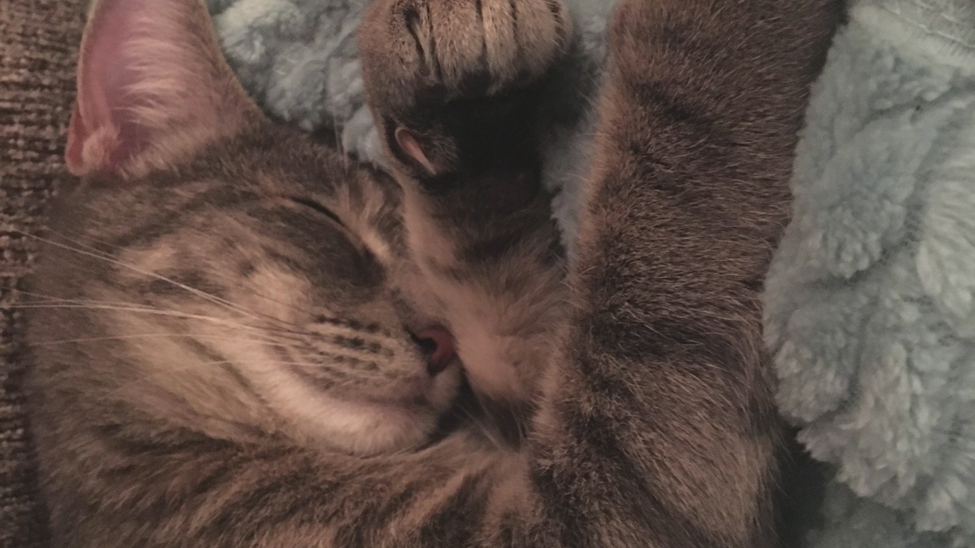 FurriendlyPaws | Furry Friends, Happy Hearts