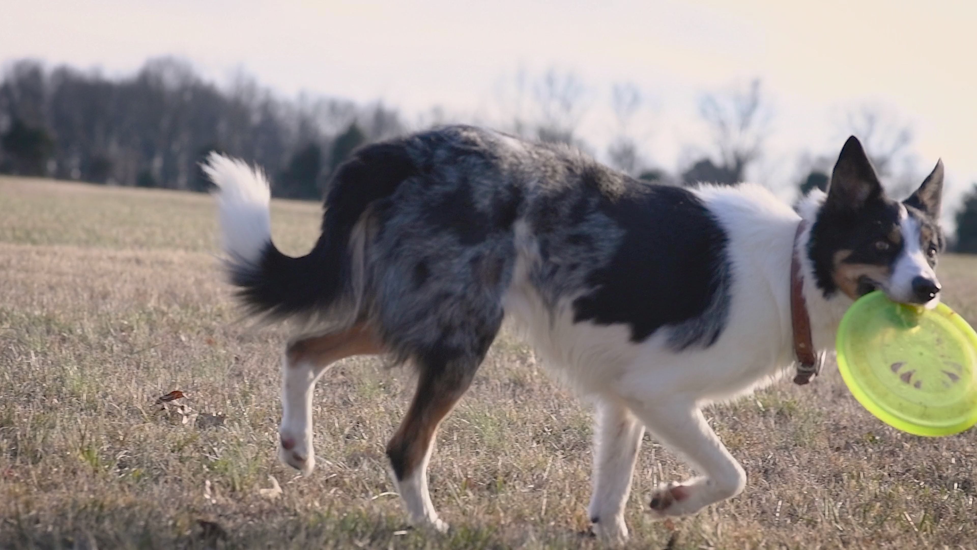 FurriendlyPaws | Furry Friends, Happy Hearts