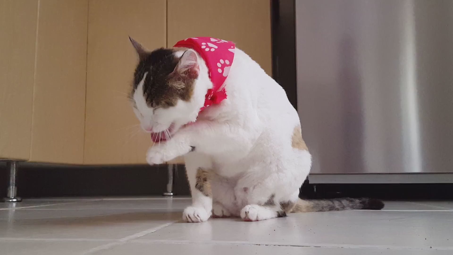 FurriendlyPaws | Furry Friends, Happy Hearts